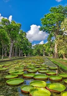 Sir Seewoosagur Ramgoolam Botanical Garden